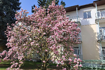 Jaro, to jsou především květy - 2