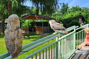 Ukázka výcviku dravých ptáků a sov - 4